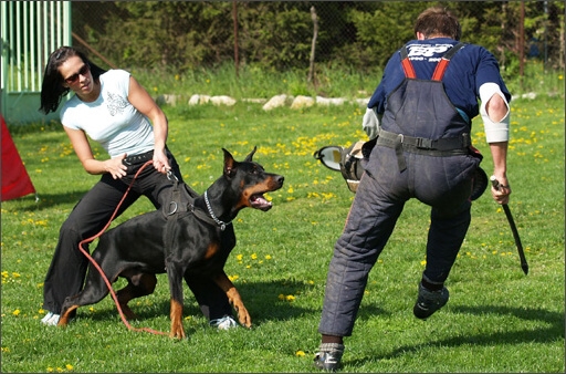 Dogs in training 5/2008